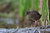 Image. Water Rail