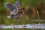 Image. Water Rail