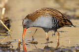 Image. Water Rail