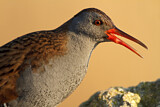 Image. Water Rail