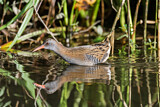 Image. Water Rail