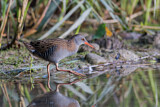 Image. Water Rail