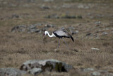 Image. Wattled Crane
