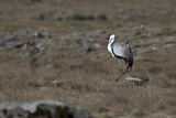 Image. Wattled Crane