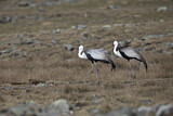 Image. Wattled Crane