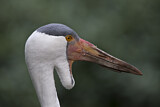 Image. Wattled Crane