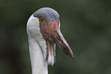 Image. Wattled Crane