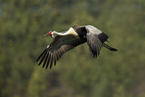 Image. Wattled Crane