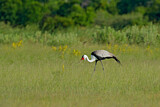 Image. Wattled Crane