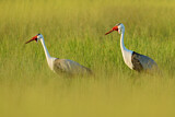 Image. Wattled Crane