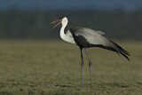 Image. Wattled Crane