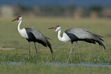 Image. Wattled Crane