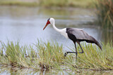 Image. Wattled Crane