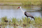 Image. Wattled Crane