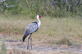 Image. Wattled Crane