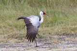 Image. Wattled Crane