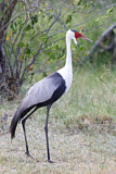 Image. Wattled Crane