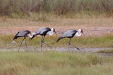 Image. Wattled Crane