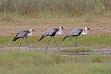 Image. Wattled Crane