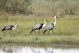 Image. Wattled Crane