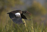 Image. Wattled Ibis