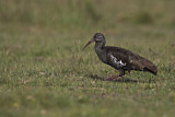 Image. Wattled Ibis