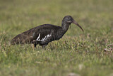 Image. Wattled Ibis