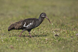 Image. Wattled Ibis