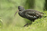 Image. Wattled Ibis