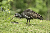 Image. Wattled Ibis