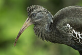 Image. Wattled Ibis