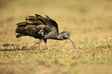Image. Wattled Ibis