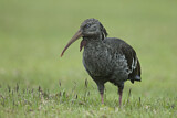 Image. Wattled Ibis