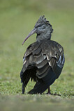 Image. Wattled Ibis