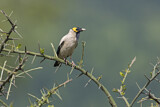 Image. Wattled Starling