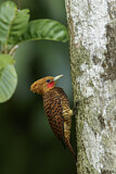 Image. Waved Woodpecker