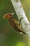 Image. Waved Woodpecker
