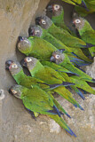 Image. Weddellsittich