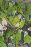 Image. Weddellsittich