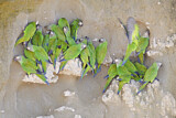 Image. Weddellsittich