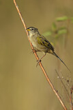 Image. Wedge-tailed Grass Finch