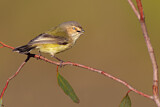 Image. Weebill