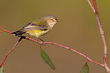 Image. Weebill