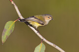 Image. Weebill