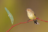 Image. Weebill