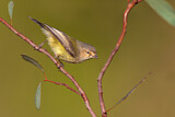 Image. Weebill