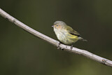 Image. Weebill