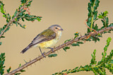 Image. Weebill