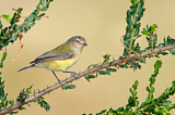 Image. Weebill