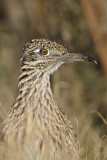 Image. Wegekuckuck